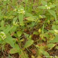 Mitracarpus hirtus (L.) DC.